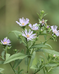 Symphyotrichum subspicatum