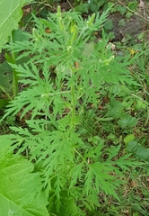 Ambrosia artemisiifolia