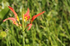 Lilium catesbaei image