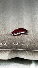 Eurycotis floridana
