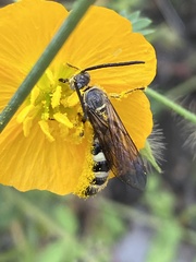 Campsomerinae