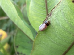Labidomera clivicollis