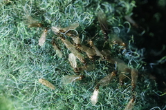 Formicidae