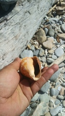 Titanostrombus galeatus