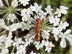 Formica pallidefulva
