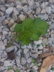 Acanthus mollis