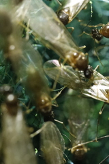 Formicidae