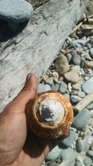 Titanostrombus galeatus