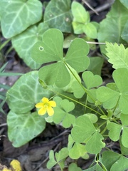 Oxalis stricta