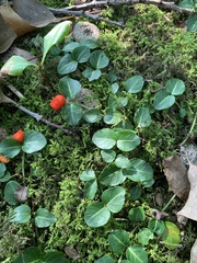 Mitchella repens