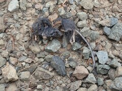 Rodentia