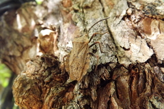 Spartocera fusca