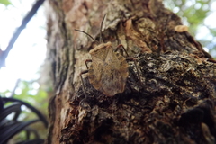 Spartocera fusca