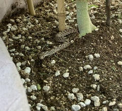 Pituophis catenifer