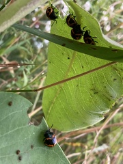 Labidomera clivicollis