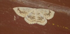 Cyclophora annularia