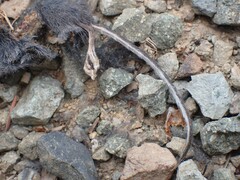 Rodentia