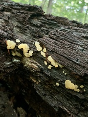 Ductifera pululahuana