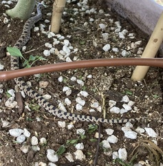 Pituophis catenifer