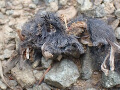 Rodentia