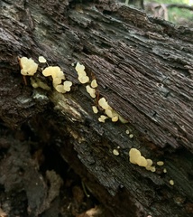 Ductifera pululahuana