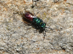 Chrysis ignita