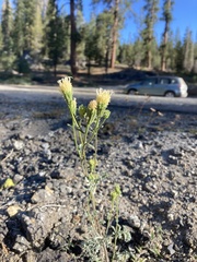 Chaenactis douglasii douglasii