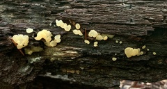 Ductifera pululahuana