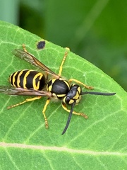 Vespula maculifrons