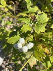 Actaea rubra neglecta
