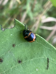 Labidomera clivicollis