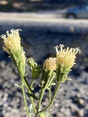 Chaenactis douglasii douglasii
