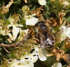 Osmia
