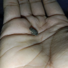 Duttaphrynus stomaticus