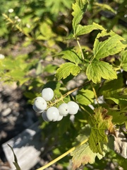 Actaea rubra neglecta