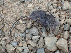 Rodentia