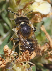 Osmia