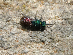 Chrysis ignita