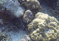 Amphiprion chrysopterus