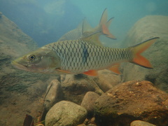 Hampala macrolepidota