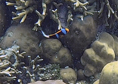 Amphiprion chrysopterus