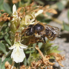 Osmia