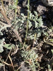 Chaenactis douglasii douglasii