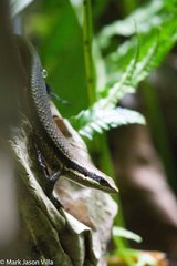 Eutropis borealis