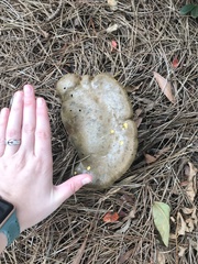 Boletinellus merulioides