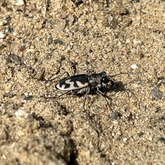 Cicindela formosa