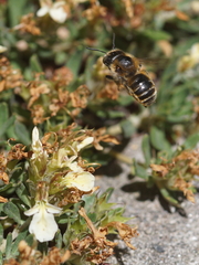 Osmia