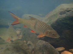 Hampala macrolepidota