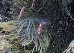 Amphiprion perideraion