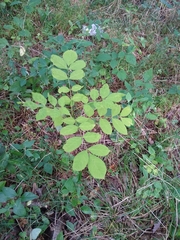 Fraxinus excelsior
